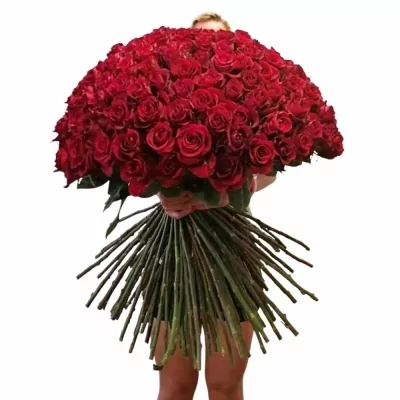 Kytica 100 luxusných ruží EVER RED 80cm