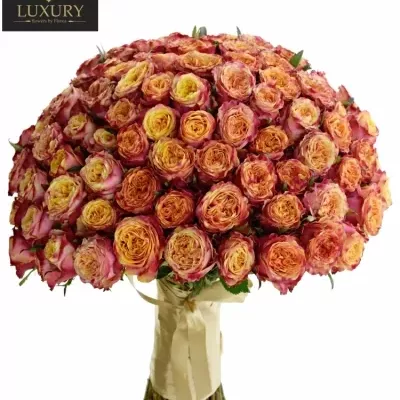 Kytice 100 luxusních růží HURICANE 60cm