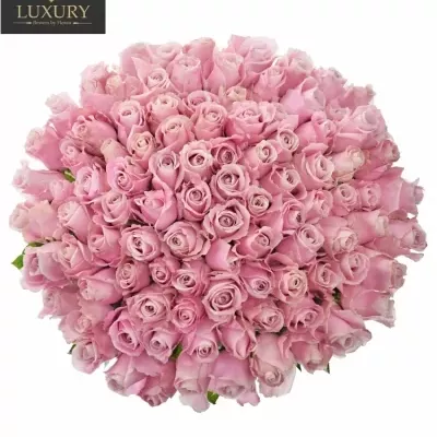 Kytice 100 luxusních růží PINK AVALANCHE+ 80cm