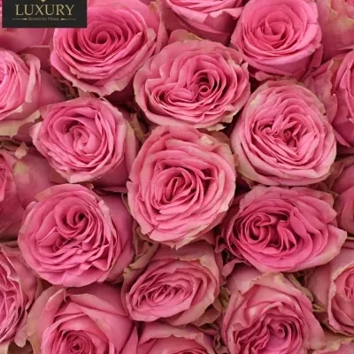 Kytice 100 luxusních růží PINK TORRENT 60cm
