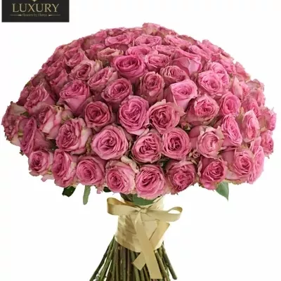 Kytice 100 luxusních růží PINK TORRENT 60cm