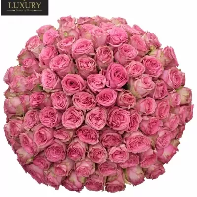 Kytice 100 luxusních růží PINK TORRENT 70cm