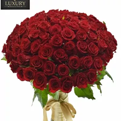 Kytica 100 luxusných ruží RED EAGLE