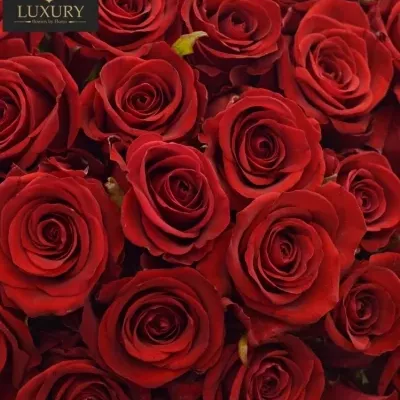 Kytice 100 luxusních růží RED EAGLE