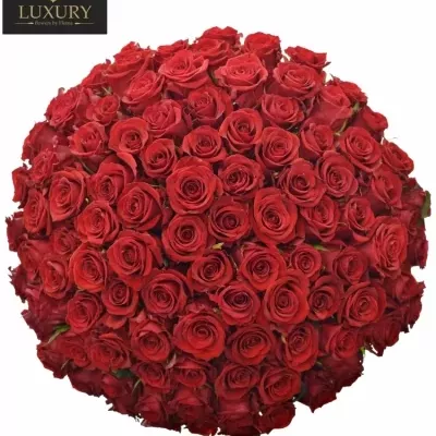 Kytica 100 luxusných ruží RED EAGLE 55cm