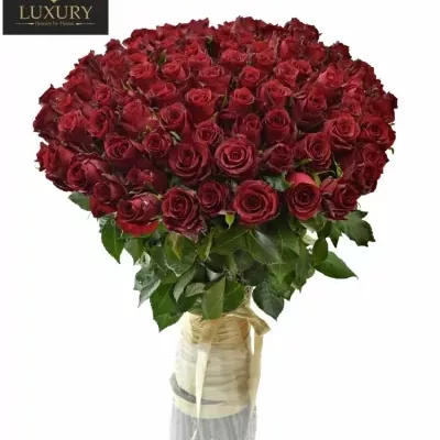 Kytice 100 luxusních růží RED LION 50cm