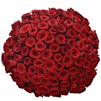 Kytice 100 rudých růží RED NAOMI! 90cm