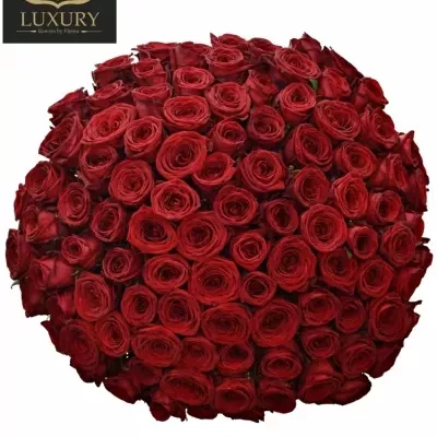 Kytica 100 červených ruží RED NAOMI! 90cm