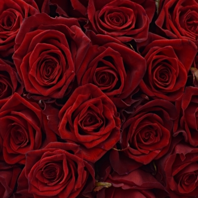 Kytice 100 luxusních růží TESTAROSSA 70cm