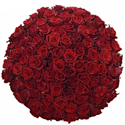 Kytice 100 luxusních růží TESTAROSSA 50cm