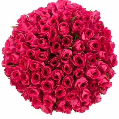 Kytice 100 malinových růží ADAMMA 50cm