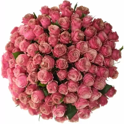 Kytice 100 malinových růží LADY EVE 60cm 