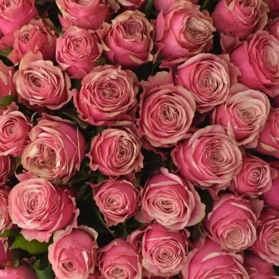 Kytice 100 malinových růží LADY EVE 60cm 