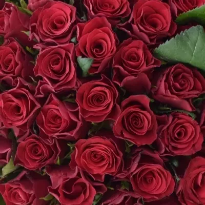Kytice 100 malinových růží Red Tacazzi+