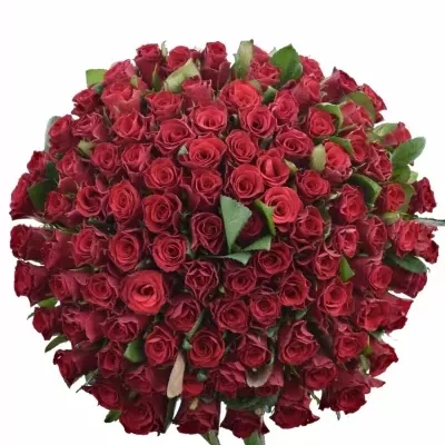 Kytice 100 malinových růží Red Tacazzi+ 60cm