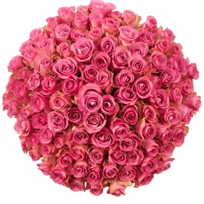 Kytice 100 malinových růží ROYAL JEWEL