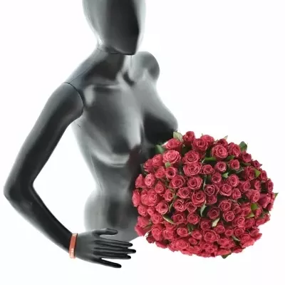 Kytica 100 malinových ruží TACAZZI 50cm (M)