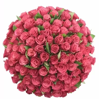 Kytice 100 malinových růží TACAZZI 50cm (M)