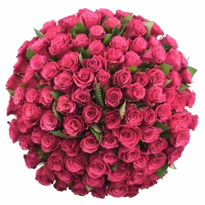 Kytice 100 malinových růží TACAZZI 50cm (M)
