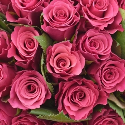 Kytice 100 malinových růží TACAZZI 50cm (M)