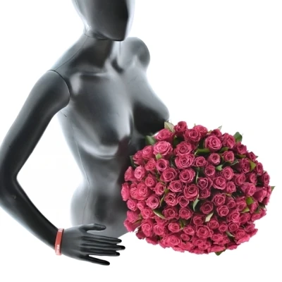 Kytice 100 malinových růží TACAZZI 50cm (M)