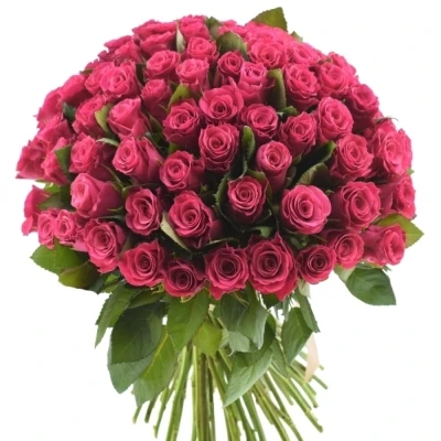 Kytice 100 malinových růží TACAZZI 50cm (M)