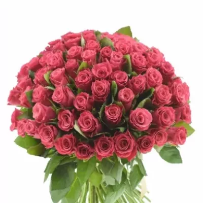 Kytice 100 malinových růží TACAZZI 50cm (M)