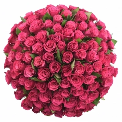 Kytice 100 malinových růží TACAZZI 50cm (M)
