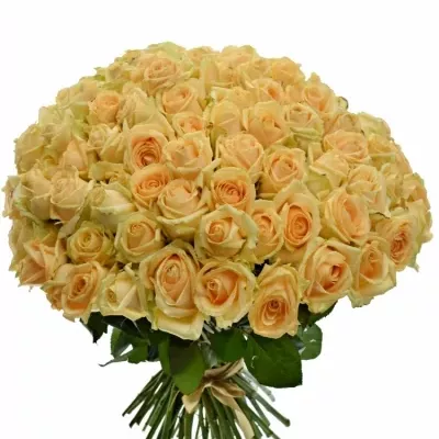 Kytice 100 meruňkových růží AVALANCHE PEACH+ 60cm