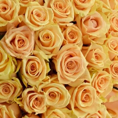 Kytice 100 meruňkových růží PRIMA DONNA 50cm