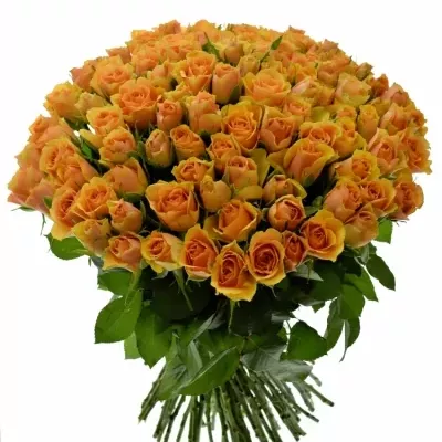 Kytice 100 meruňkových růží RADIO! 50cm