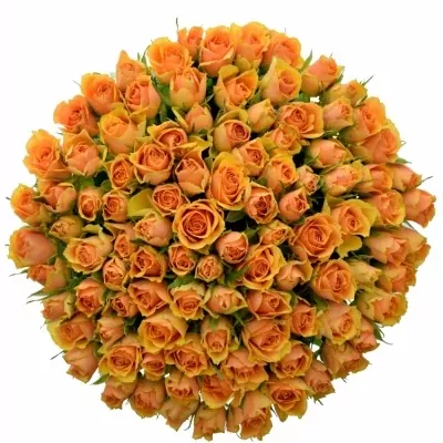 Kytice 100 meruňkových růží RADIO! 50cm