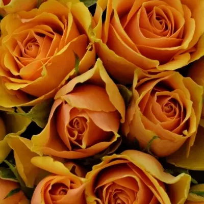 Kytice 100 meruňkových růží RADIO! 50cm