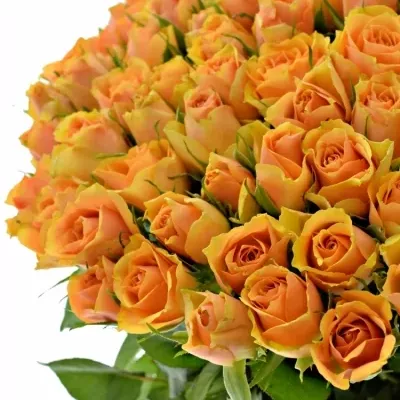 Kytice 100 meruňkových růží RADIO! 50cm