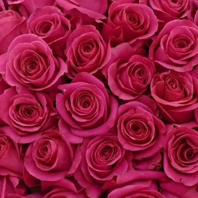 Kytice 100 metrových růžových růží PINK FLOYD+ 100cm