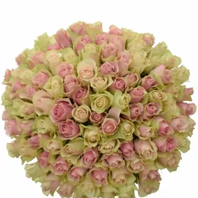 Míchaná kytice 100 vícebarevných růží AHAB 60 cm