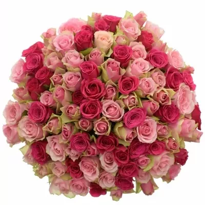 100 míchaných růžových růží ALHIVIA 50 cm v kytici