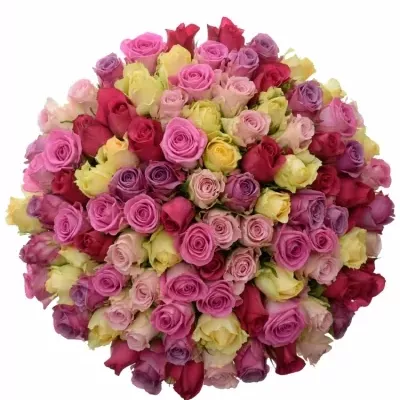 100 míchaných vícebarevných růží ANEIRA 50 cm v kytici