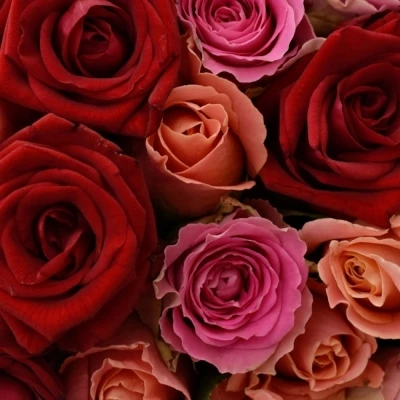 Kytice 100 míchaná ASTERRIA 50cm