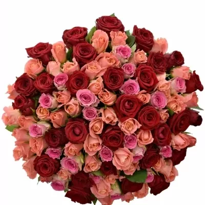 100 míchaných vícebarevných růží ASTERRIA 60 cm v kytici