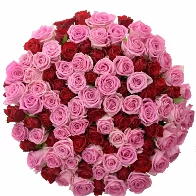 Míchaná kytice 100 vícebarevných růží DELIANNE 50 cm