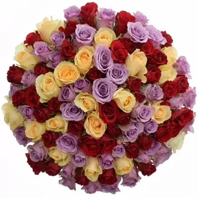 100 míchaných vícebarevných růží DEVORAH 60 cm v kytici