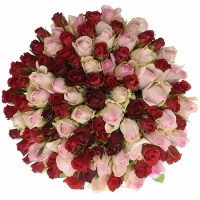 100 míchaných vícebarevných růží DEVRIA 50 cm v kytici