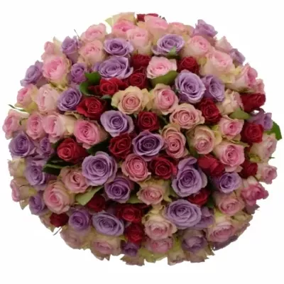 100 míchaných vícebarevných růží DINORAH 50 cm v kytici