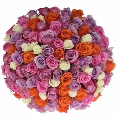 100 míchaných vícebarevných růží DOLORRES 50 cm v kytici