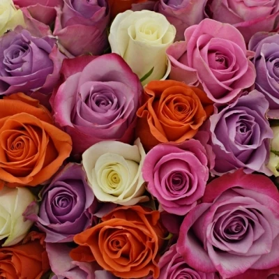 Kytice 100 míchaná DOLORRES