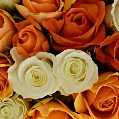 Kytice 100 míchaná Hamdi