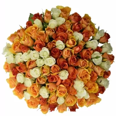 Kytice 100 míchaná Hamdi