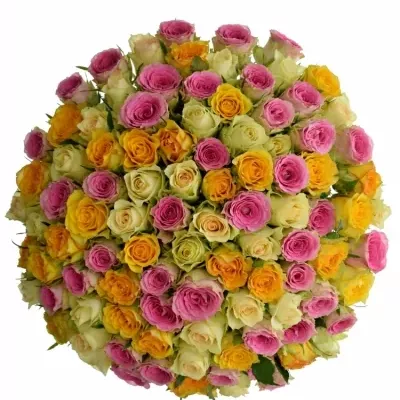 100 míchaných vícebarevných růží HASIEL 50 cm v kytici