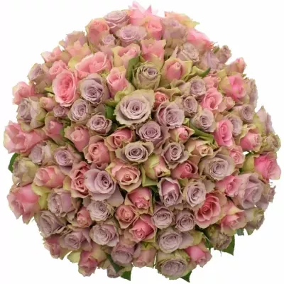 Míchaná kytice 100 vícebarevných růží IKIA 60 cm